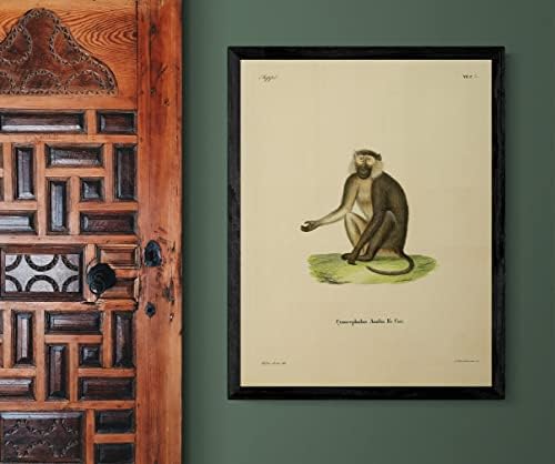 Zeytin Babun Primat Maymun Vintage Yaban Hayatı Sınıf Ofis Dekor Zooloji Antika Çizim Güzel sanat baskı posteri-16x20 - Geliştirilmiş