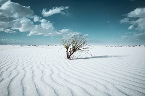 Çöl Fotoğraf Baskı (Çerçeveli Değil) Resim Yucca Bitki Kum Tepeleri Beyaz Kumlar Milli Parkı Yeni Meksika Manzara Duvar Sanatı