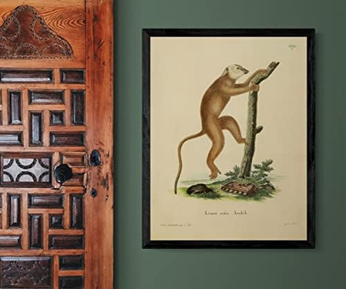 Kırmızı Ruffed Lemur Primat Maymun Vintage Yaban Hayatı Sınıf Ofis Dekor Zooloji Antika Çizim Güzel sanat baskı posteri-6x8