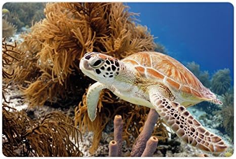 Yiyecek ve Su için Ambesonne Kaplumbağa Evcil Hayvan Matı, Mercan Kayalığı ve Deniz Kaplumbağası Yakın Çekim Fotoğraf Bonaire